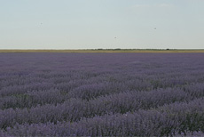 herbs   &   essential   oils