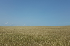 farm commodities, seeds & ingredients