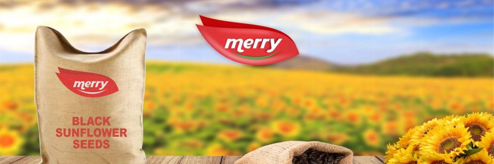 feelmerry netherlands 